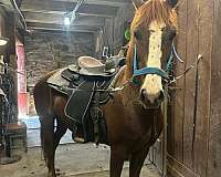 mare-gypsy-vanner-quarter-horse