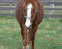 broodmare-gypsy-vanner-quarter-horse