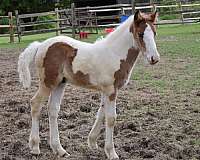 project-gypsy-vanner-quarter-horse