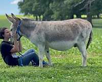 donkey-gelding