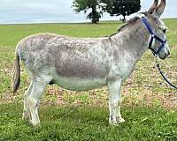 donkey-for-sale