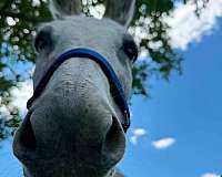 donkey