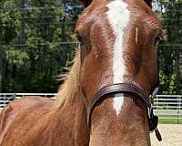 17-hand-belgian-gelding