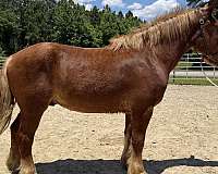 sorrel-gelding-for-sale
