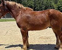 sorrel-belgian-gelding