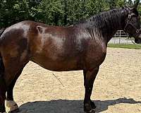 black-mare-for-sale