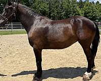 black-draft-mare