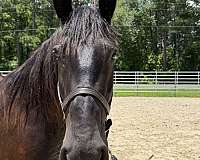 16-hand-draft-mare