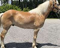 harness-trail-haflinger-horse