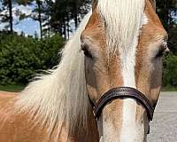 grey-gelding-for-sale