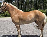 grey-haflinger-gelding