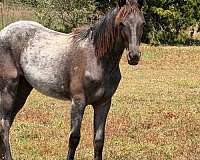 flashy-tennessee-walking-horse