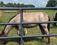 bay-roan-tennessee-walking-filly