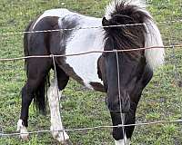 miniature-stallion