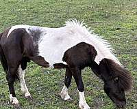 miniature-horse-for-sale