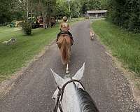 chestnut-star-four-white-socks-pony