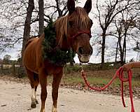 gentle-crossbred-pony