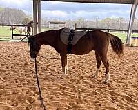 family-pony-crossbred