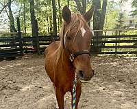 trail-pony-crossbred