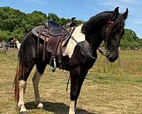 athletic-tennessee-walking-horse