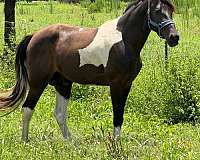 breeding-tennessee-walking-horse