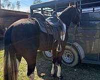 flashy-tennessee-walking-horse