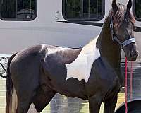 gaited-tennessee-walking-horse