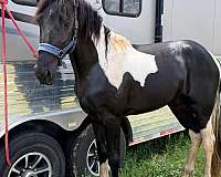 trail-tennessee-walking-horse
