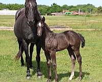 son-of-shining-spark-horse
