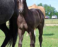 herda-filly