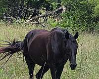 black-perlino-homozygous-homozygous-black-horse