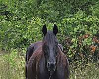 black-perlino-mare-foal-for-sale