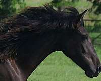 none-carries-creme-red-horse