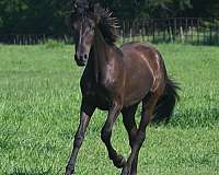 smokey-black-none-carries-creme-red-horse