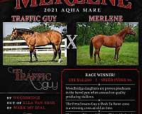 quarter-horse-mare
