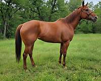 quarter-horse-for-sale