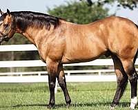 quarter-horse