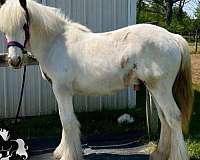 feature-gypsy-vanner-horse