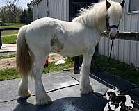 high-point-gypsy-vanner-horse