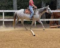 quarter-horse-for-sale