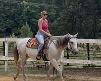 quarter-horse-mare