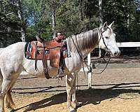 quarter-horse