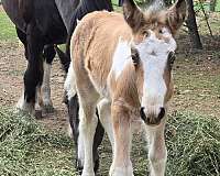 part-bred-gypsy-vanner-horse