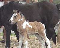 proven-trail-gypsy-vanner-horse