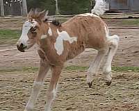 trainability-gypsy-vanner-horse