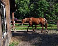 draft-mare