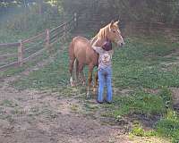 draft-horse-for-sale