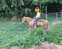 draft-horse