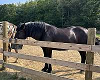 draft-mare