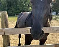 draft-horse-for-sale